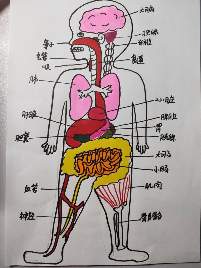 人体器官内部构造图简单简笔画